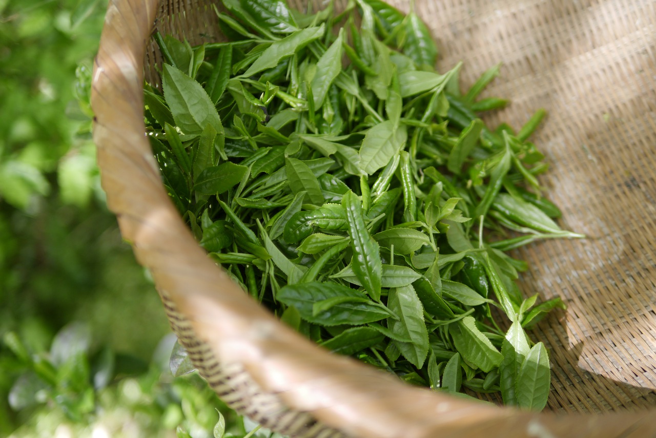 富硒茶