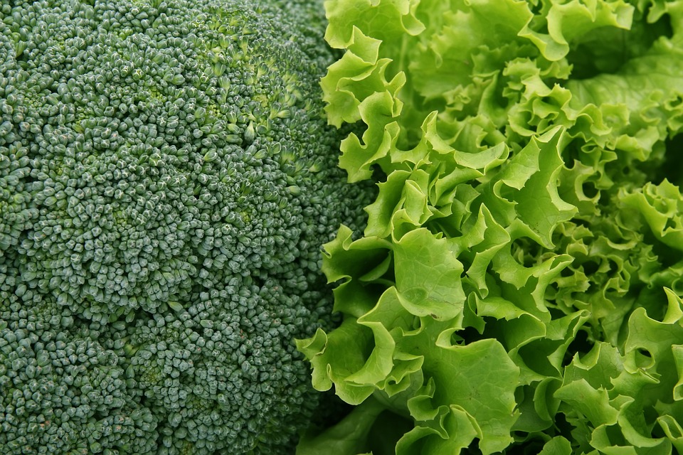 有机蔬菜种植