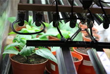 植物生长灯（Plant growth lamp）