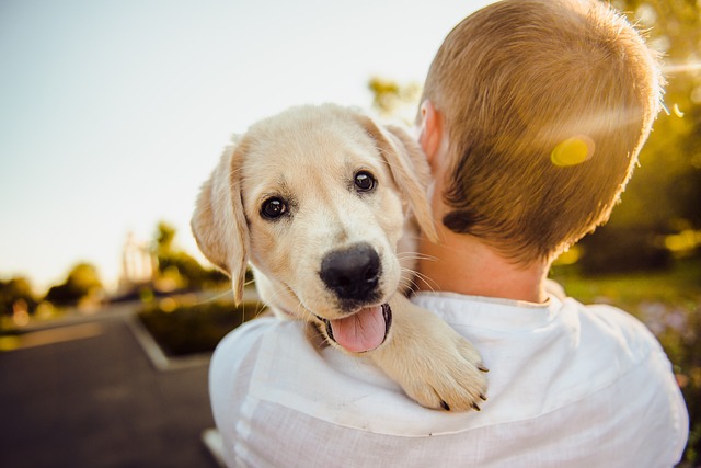 宠物寄养（Pet adoption)
